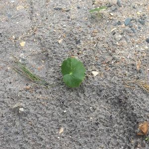 Meet your Posher, Cate